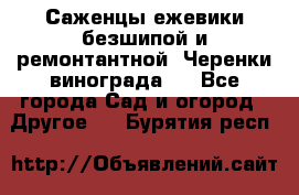 Саженцы ежевики безшипой и ремонтантной. Черенки винограда . - Все города Сад и огород » Другое   . Бурятия респ.